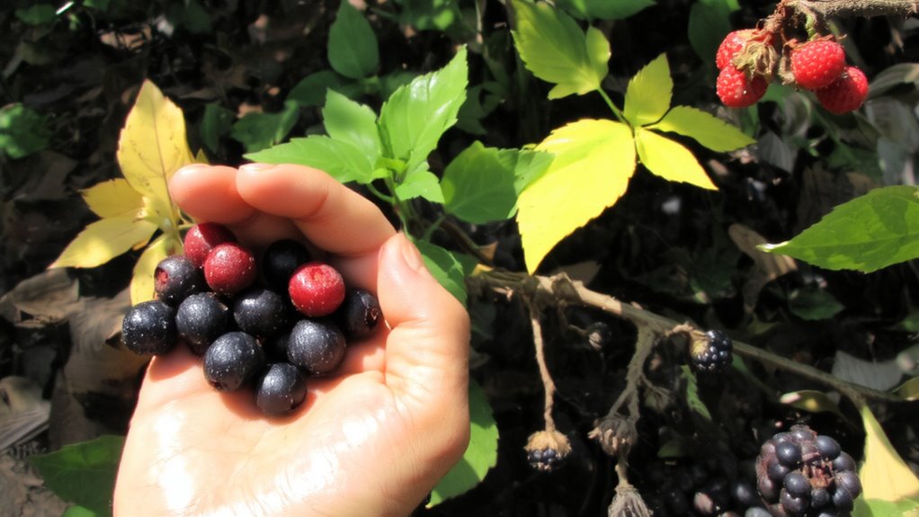 harvest at peak ripeness
