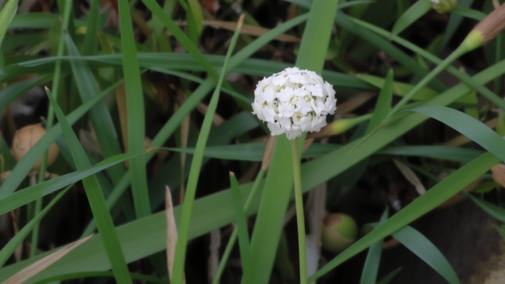 white clusters mean danger